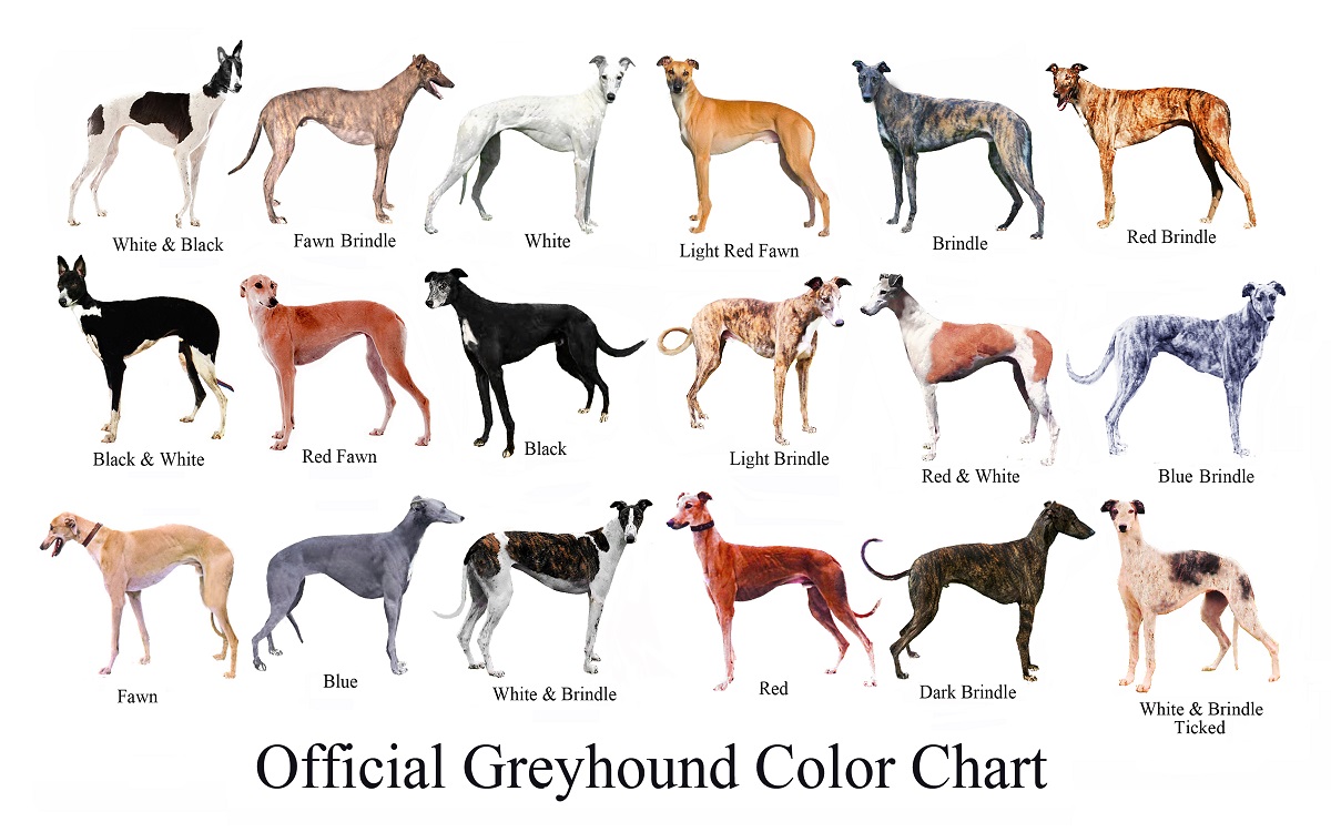 Greyhound geldige kleurkaart