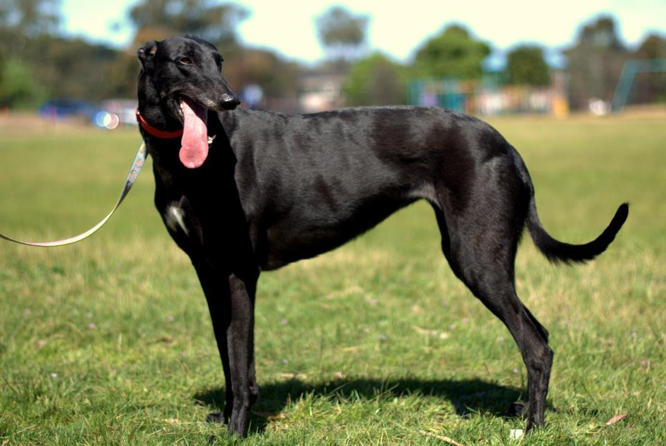 Swart Greyhound