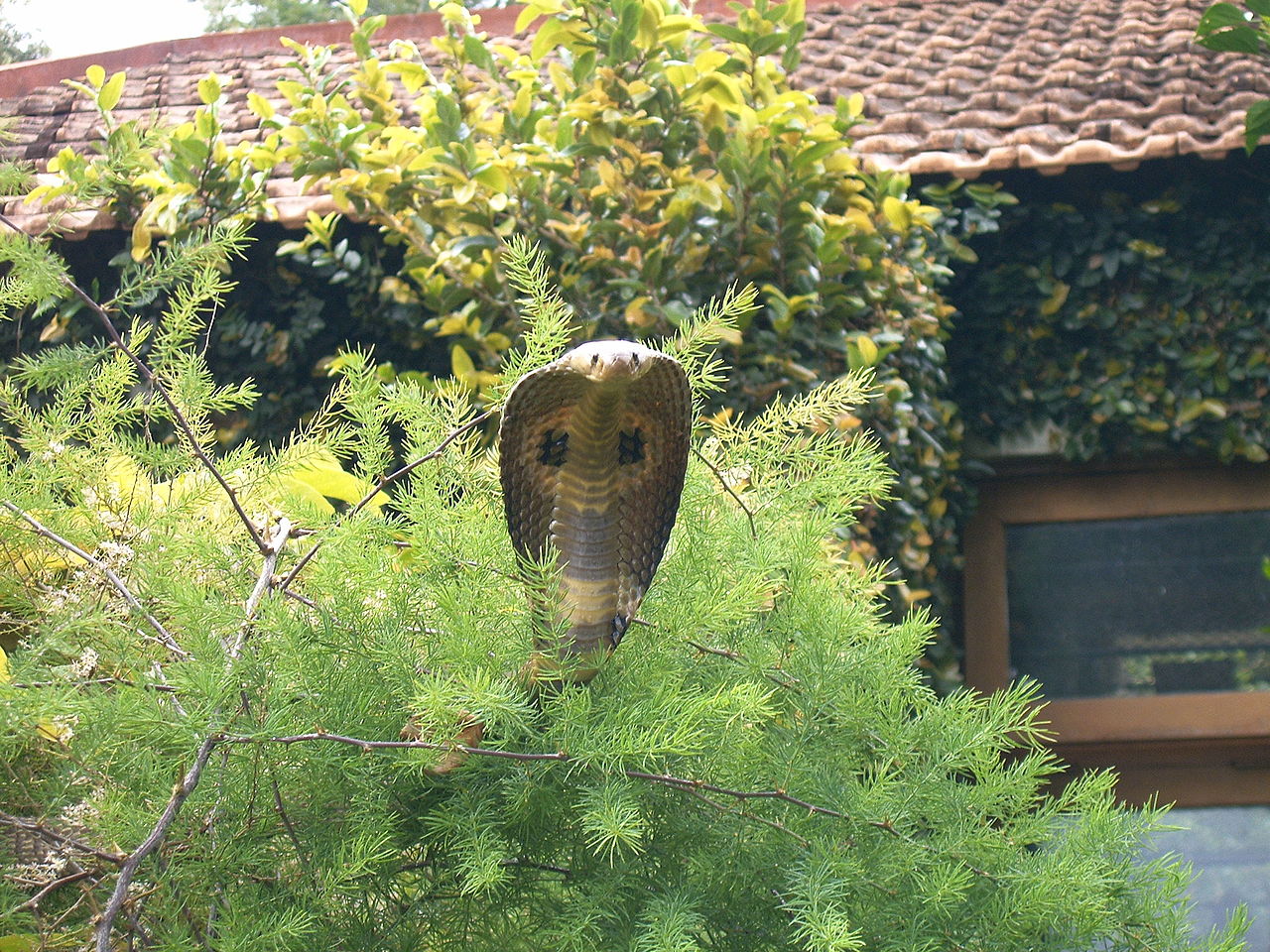 Cobra indiana su un albero