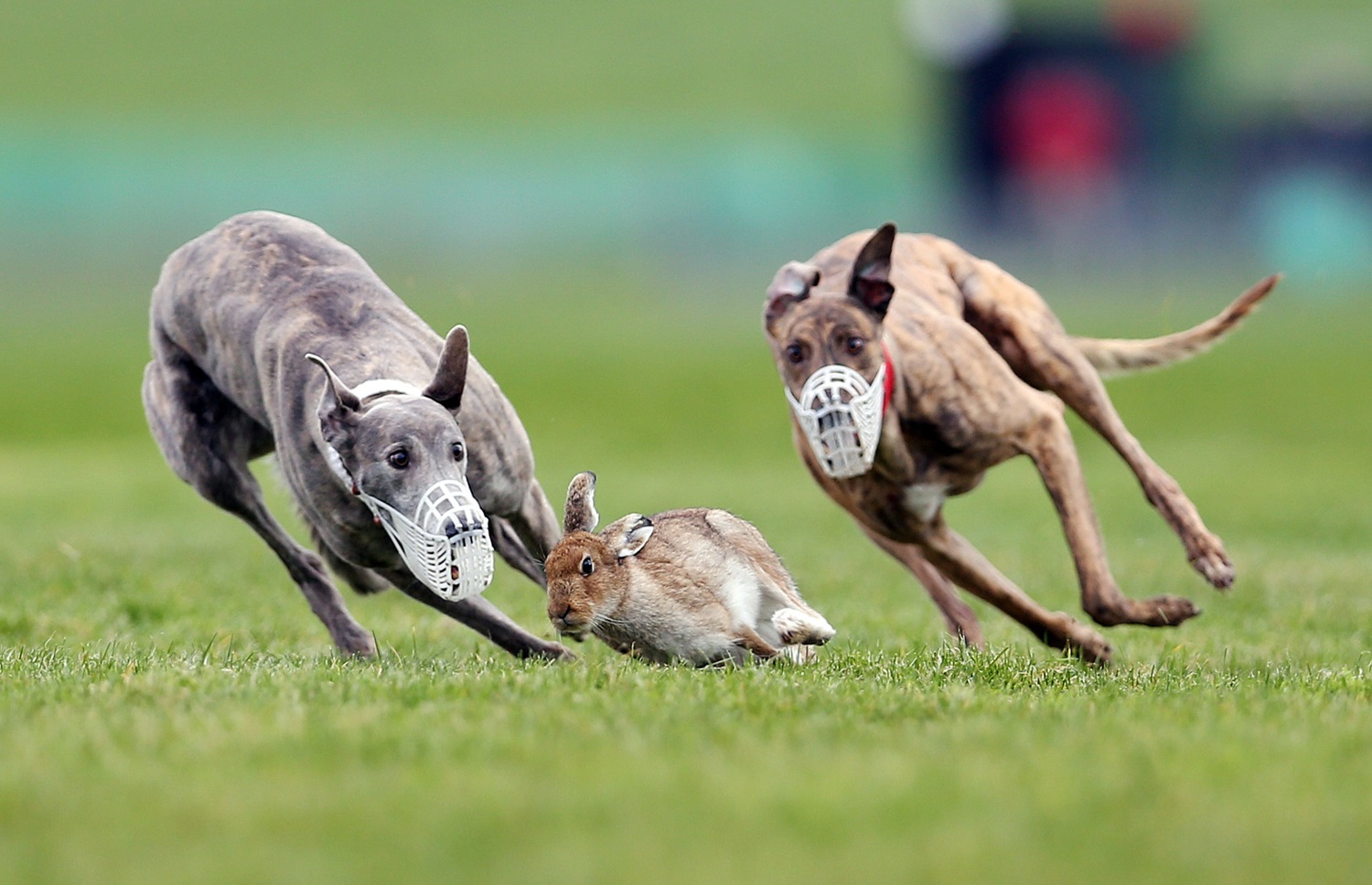 Greyhounds in pursuit of a hare