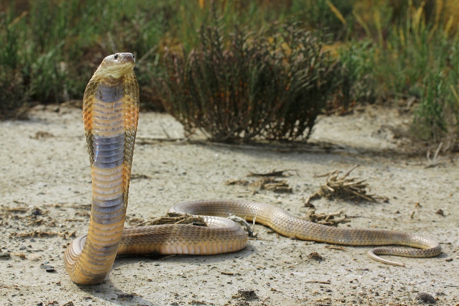 Central Asia cobra
