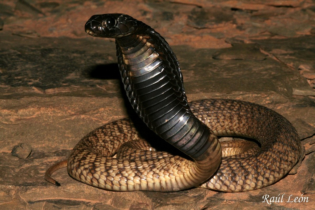 Cobra egípcia