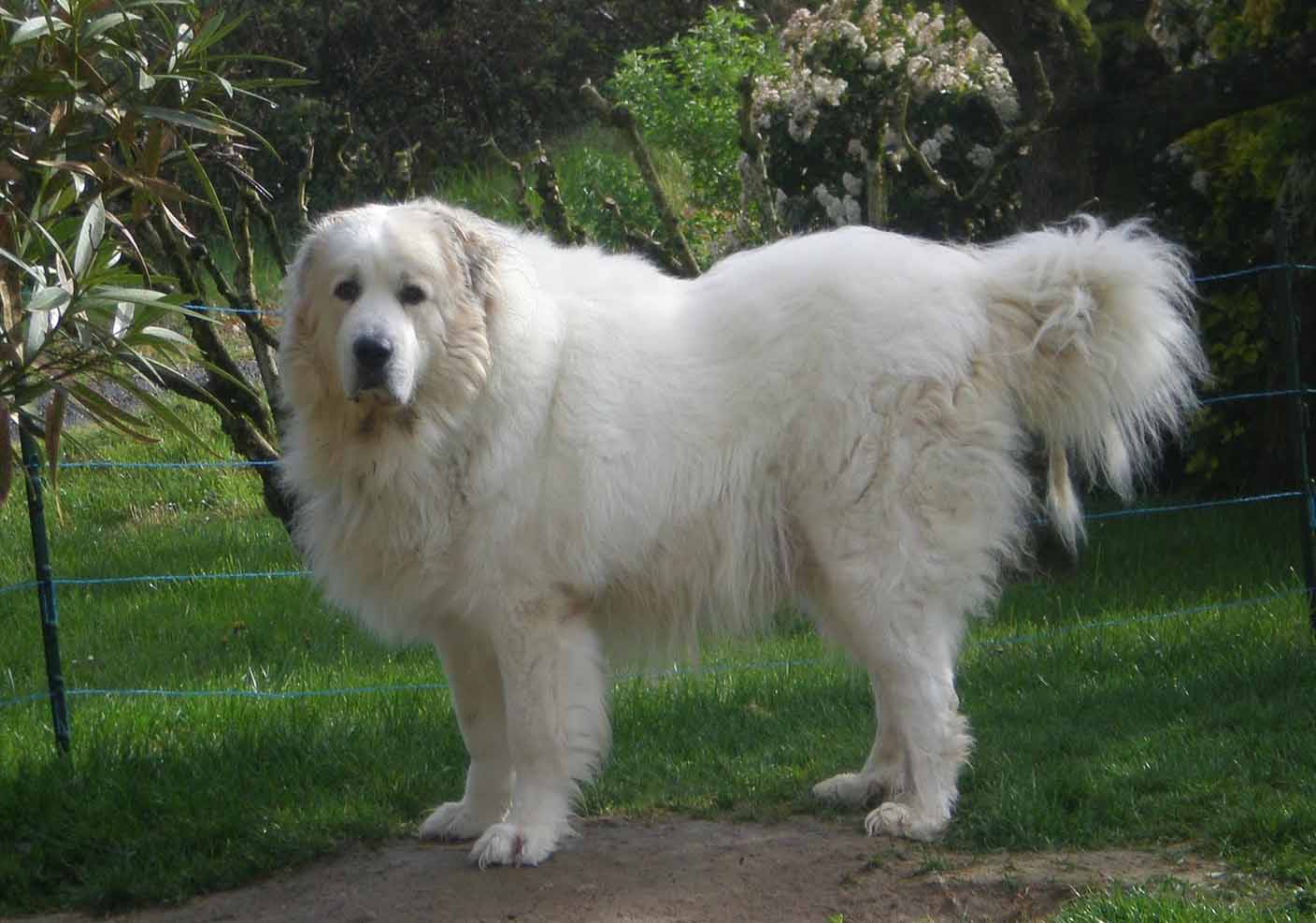 Pyrenean სამთო ძაღლი