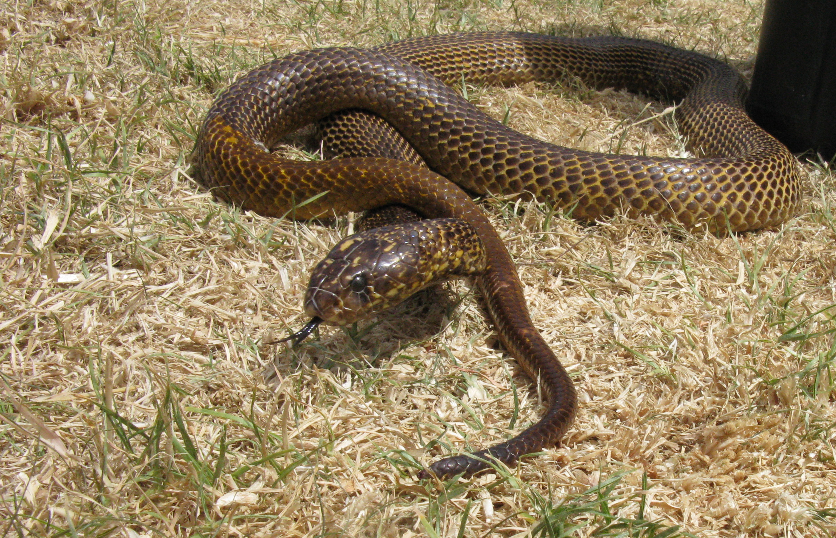 Kaapse Cobra