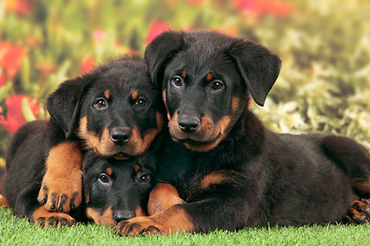 Beauceron puppies