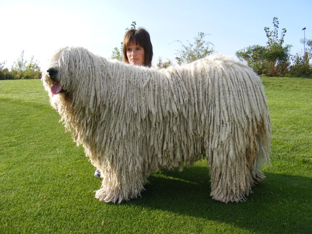 สุนัขชีพด็อกฮังการี - Komondor