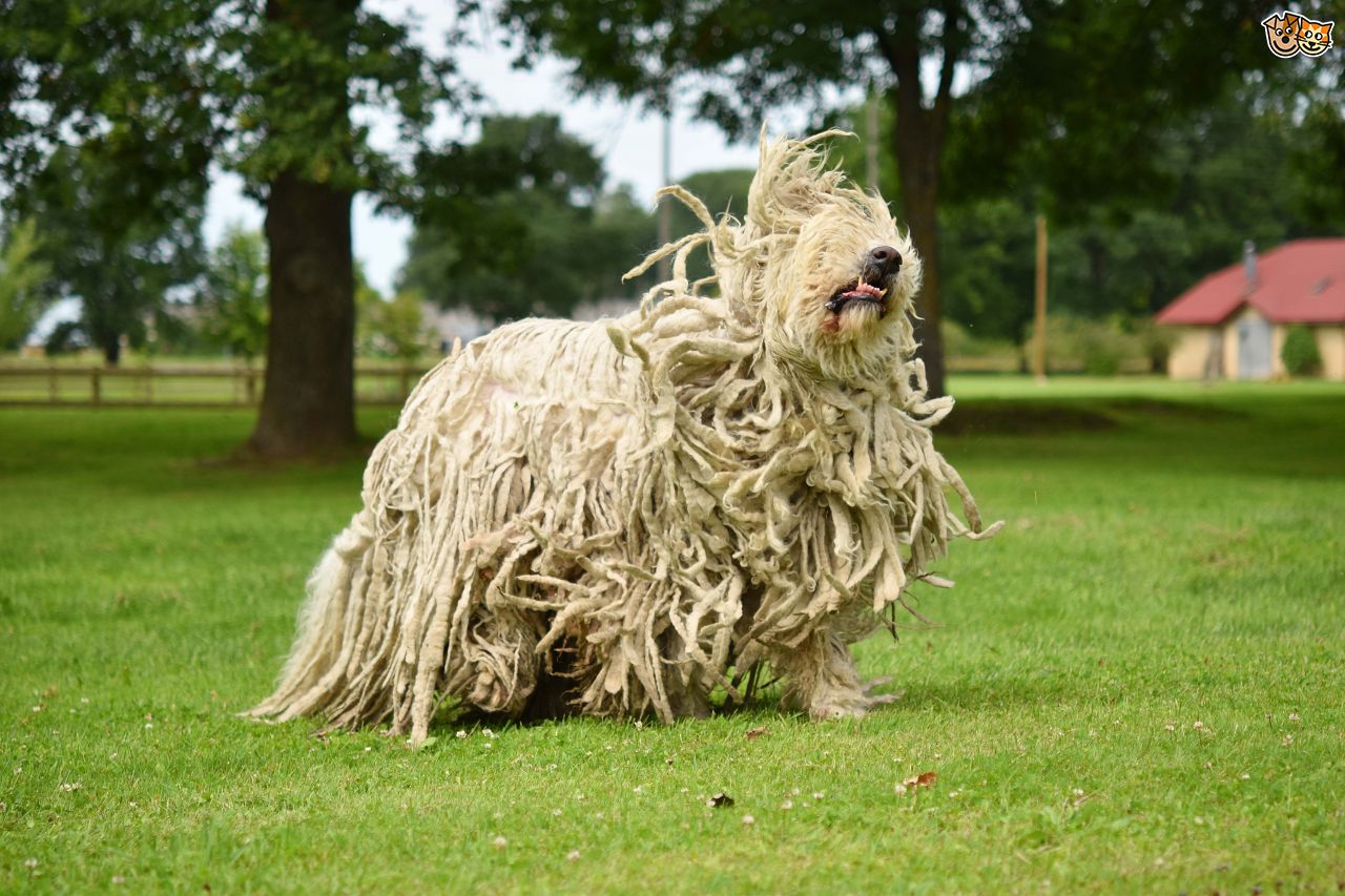 Cão pastor húngaro - Komondor