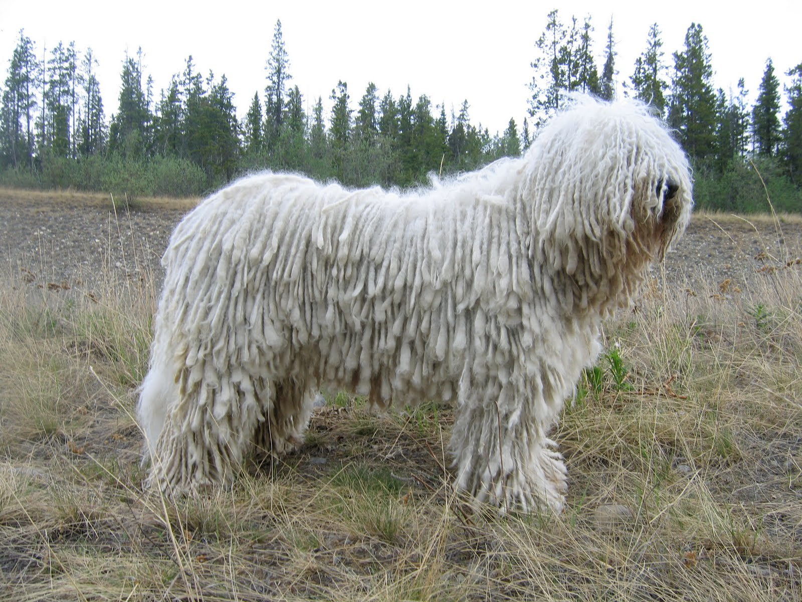 ہنگری Sheepdog - Komondor