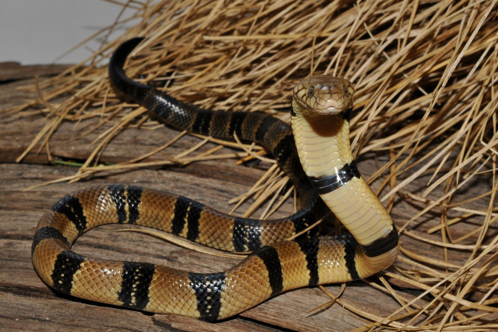 ʻO Ringed Cobra