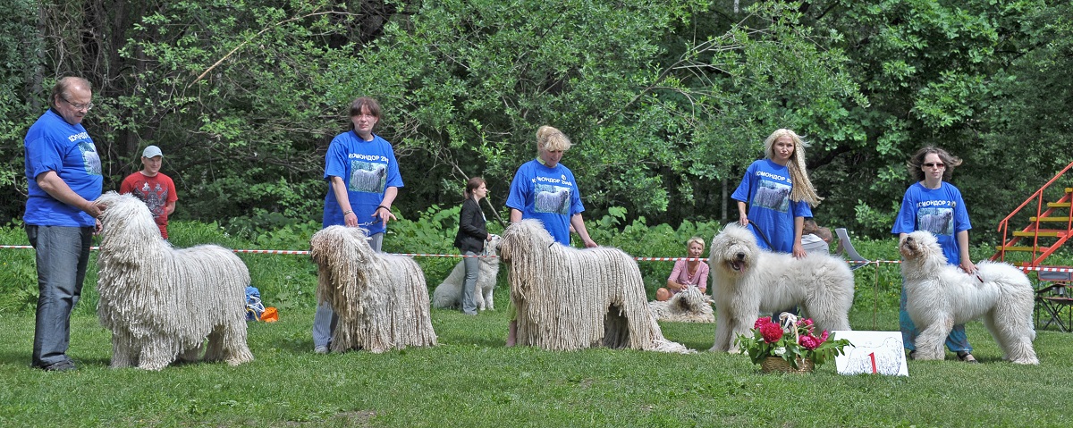 Унгарскиот овчар кучиња на шоуто