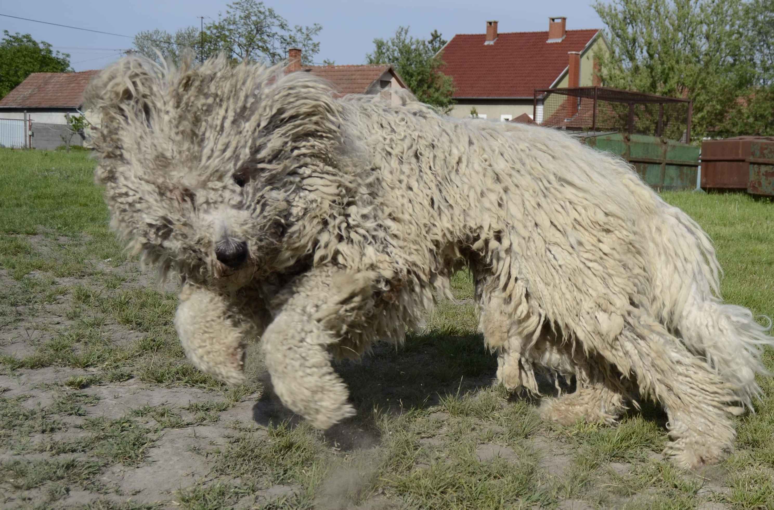 Perro pastor húngaro - Komondor