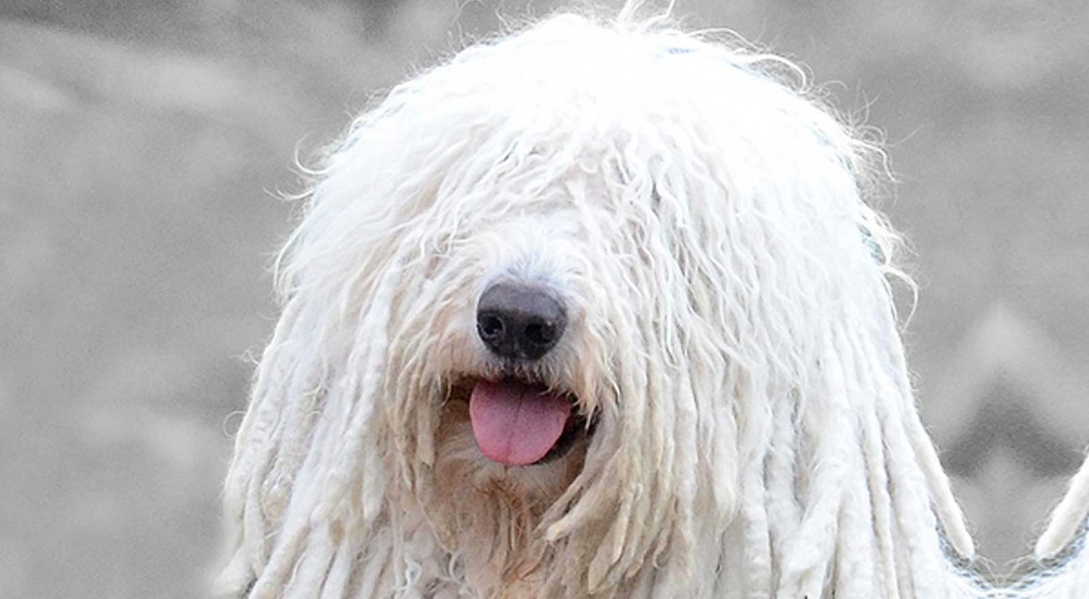 Հունգարիայի հովիվ շուն - Komondor, Dog ղեկավար