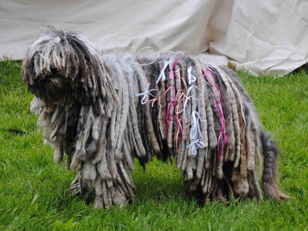 Hungarian sheepdog bene groomed