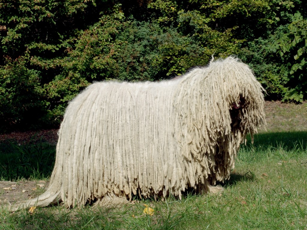 Hungarian Sheepdog - Komondor