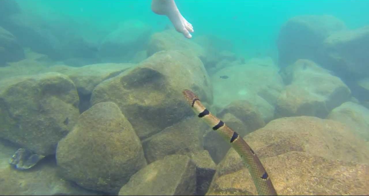 Podwodna kobra wody