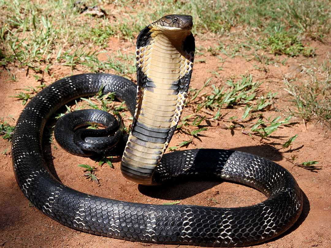 Cobra rey