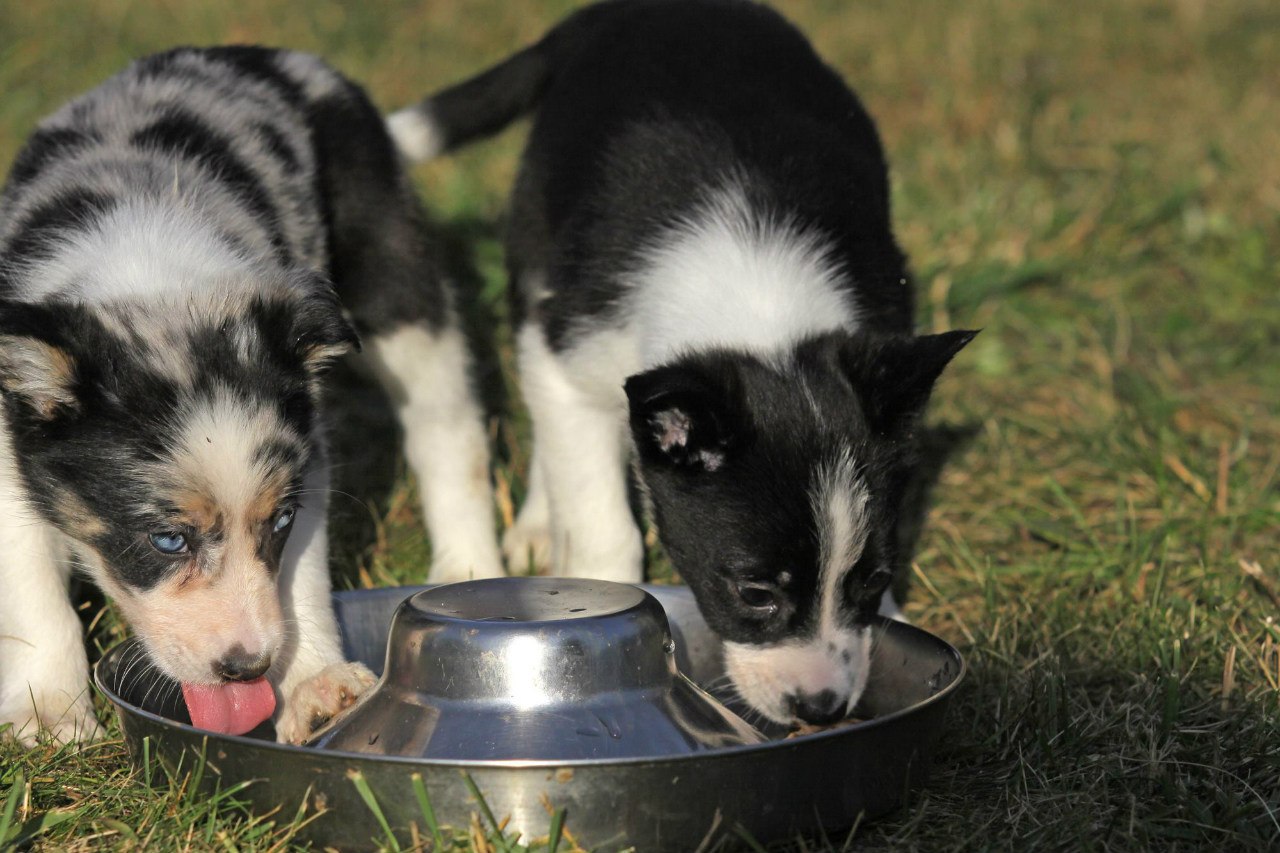 Border collie puppies drink water