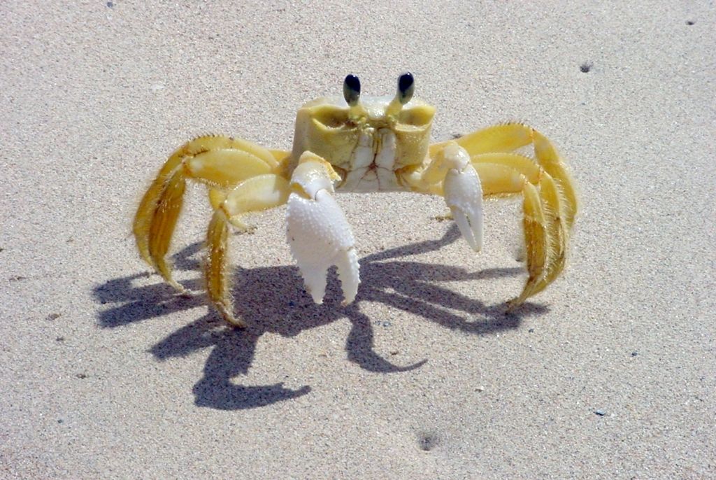 Ocypode quadrata de crabe