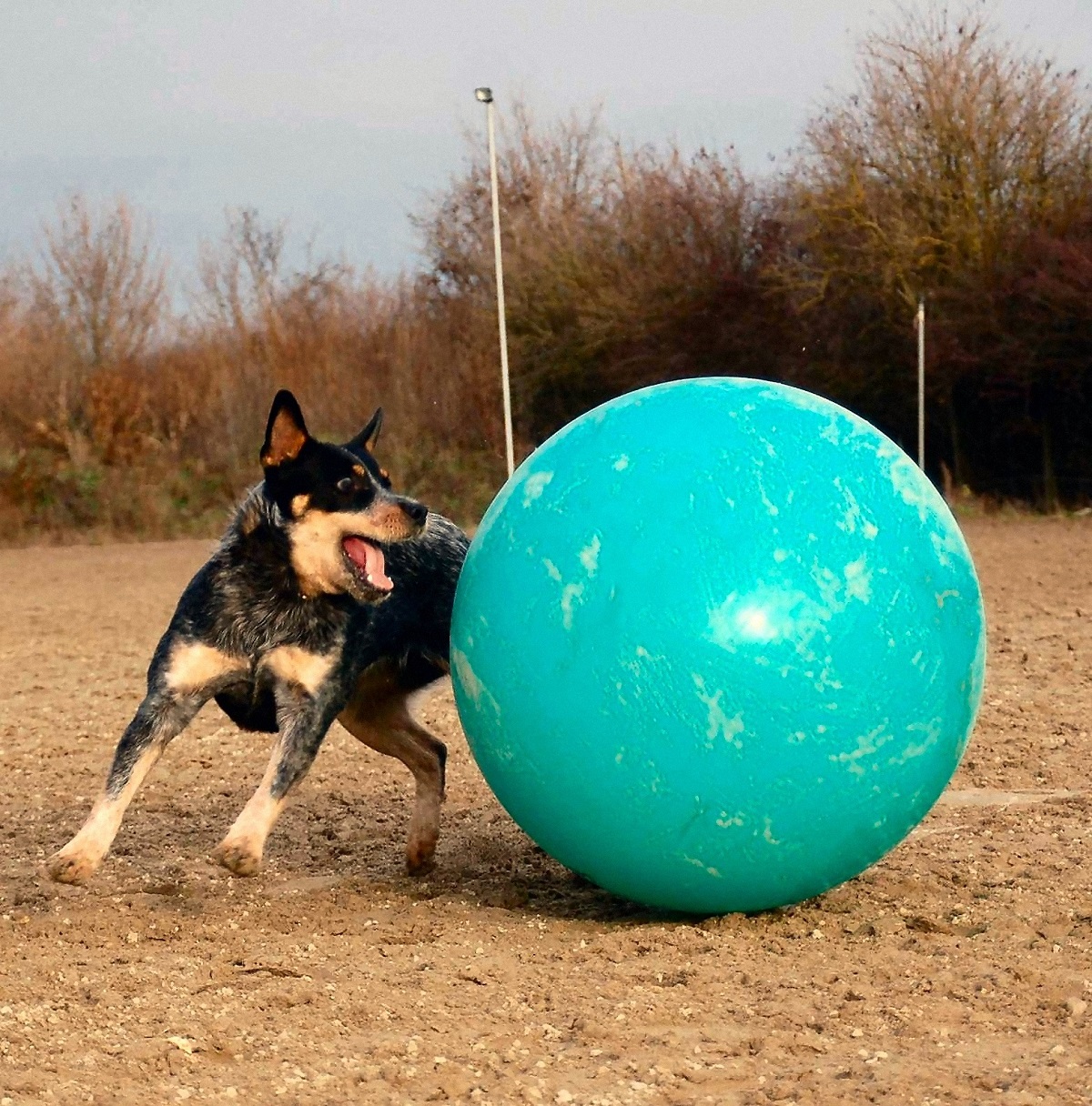 Perro de ganado australiano jugando con una pelota grande