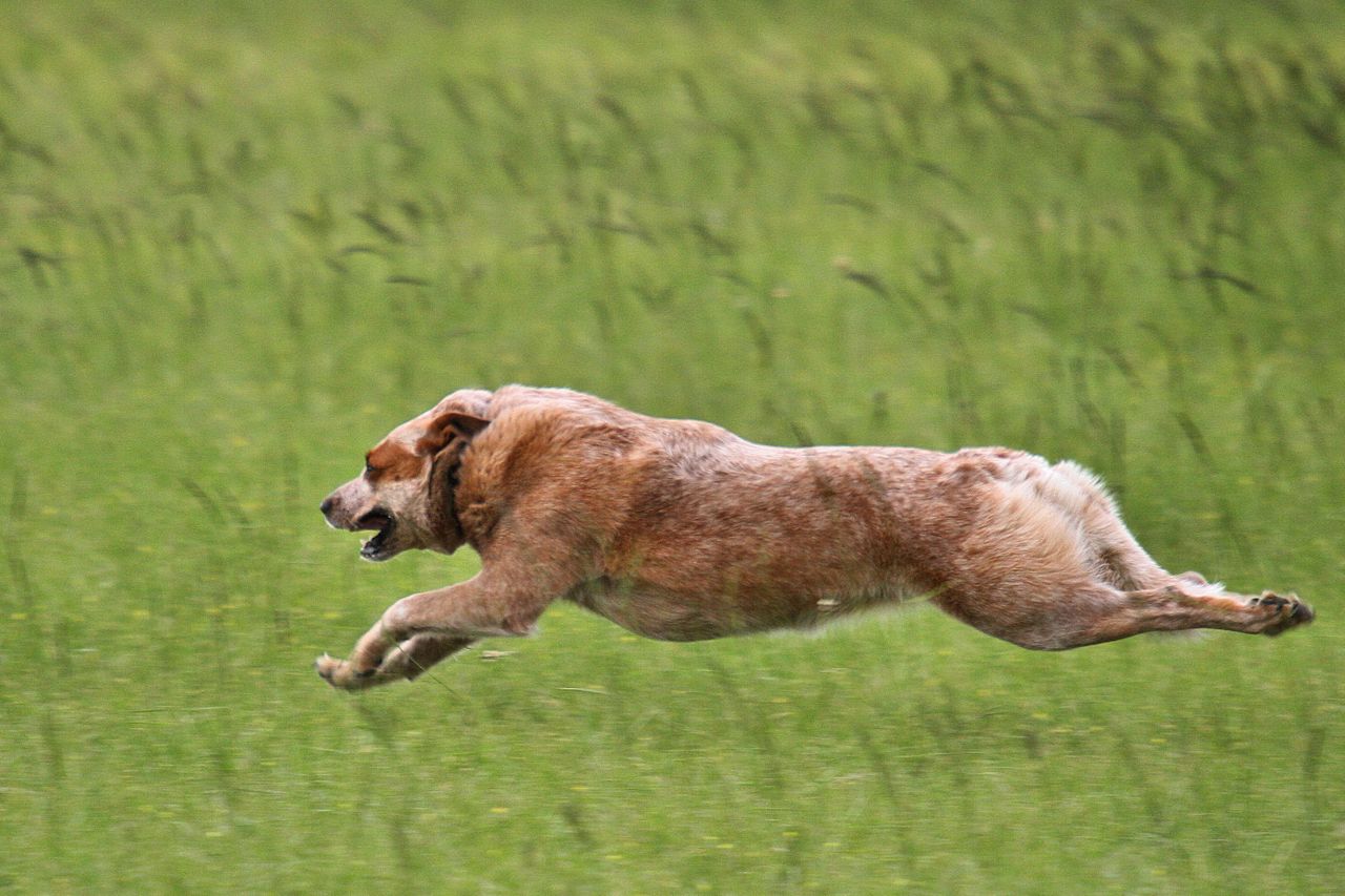 Cão de gado australiano: foto pulando