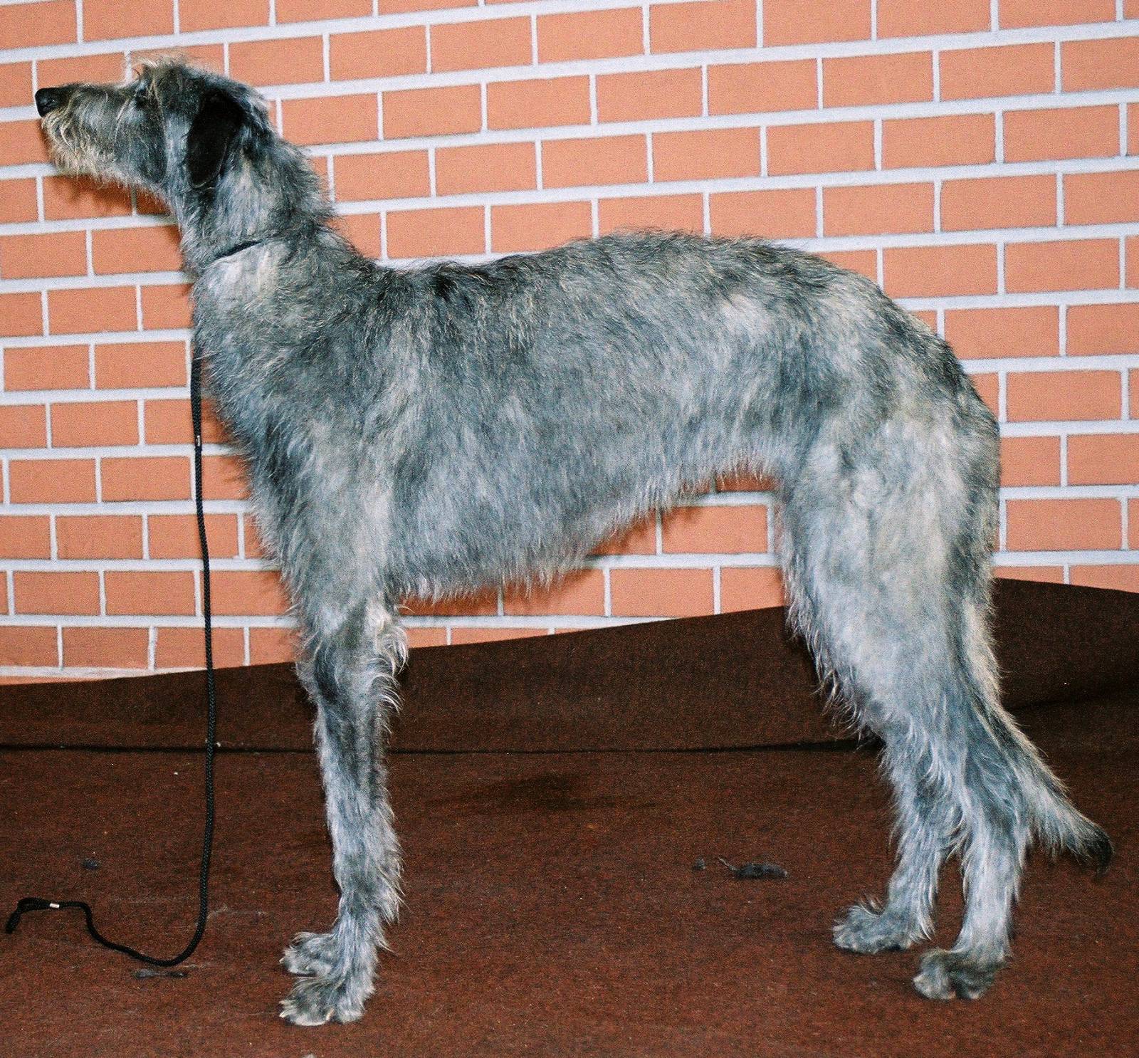 Deerhound (Shotlandiya Deerhound)