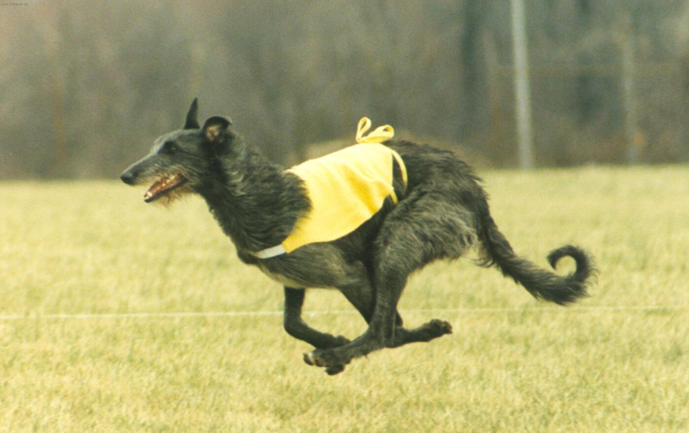 Foto: Dirhound în timp ce alerga