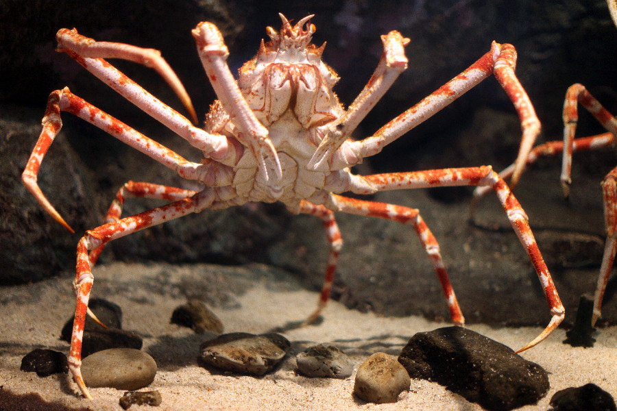 Japanese crab spider