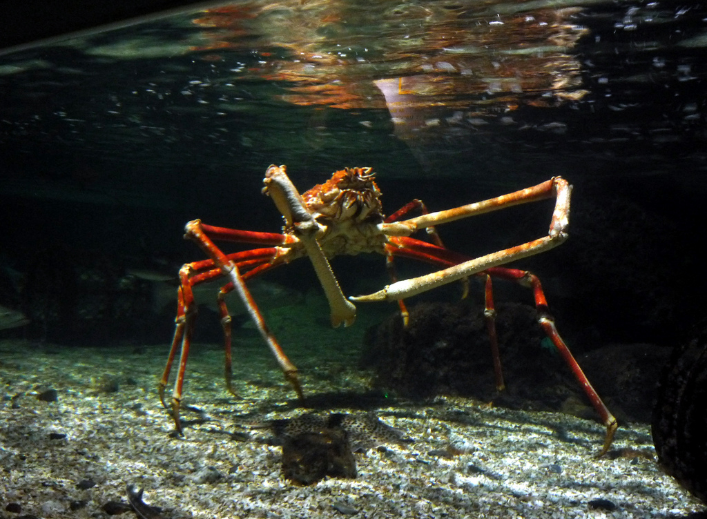 Crab păianjen japonez