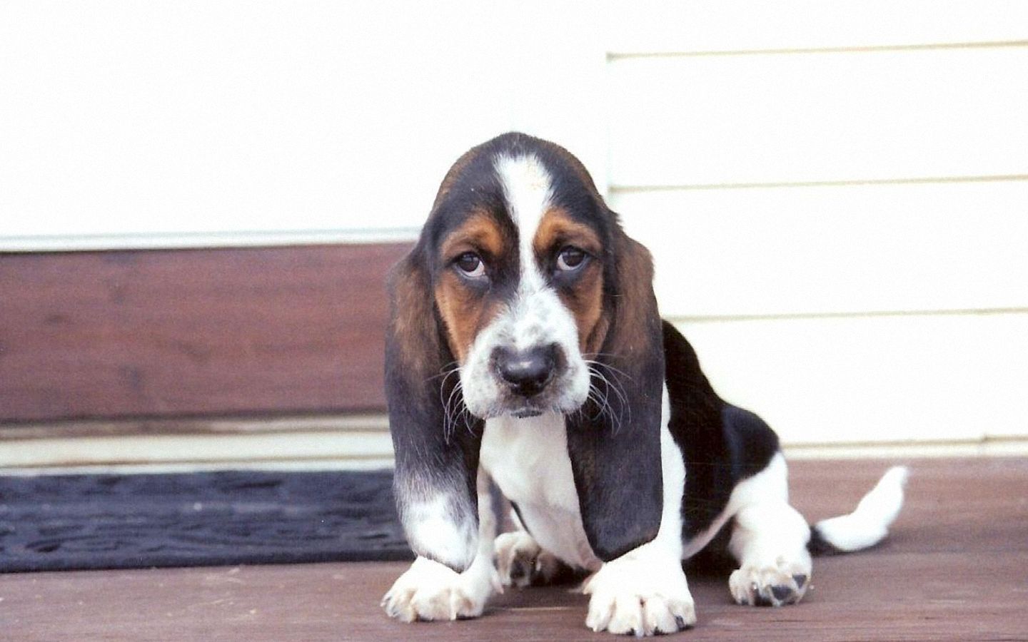 I-Basset hound