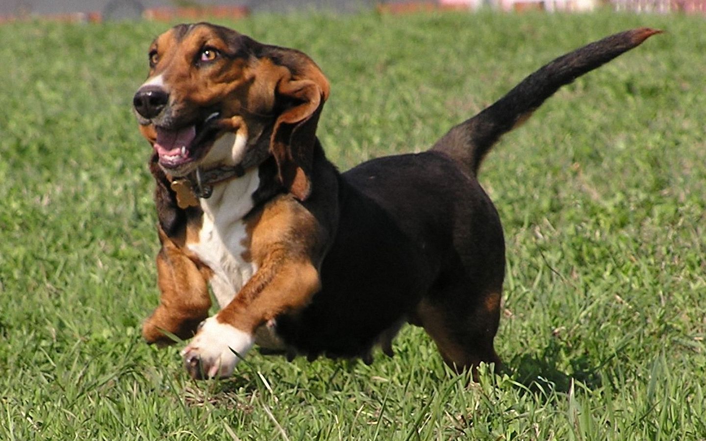 I-Basset hound