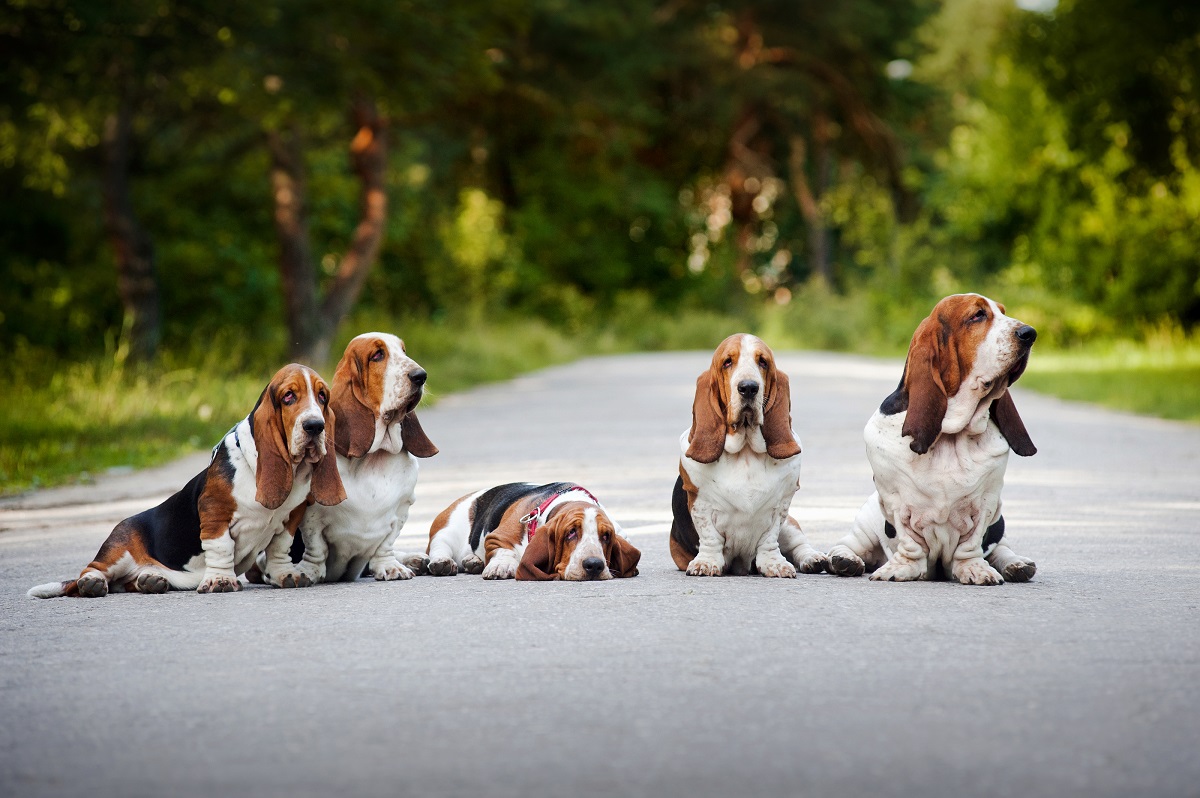 Basset hounds on the road