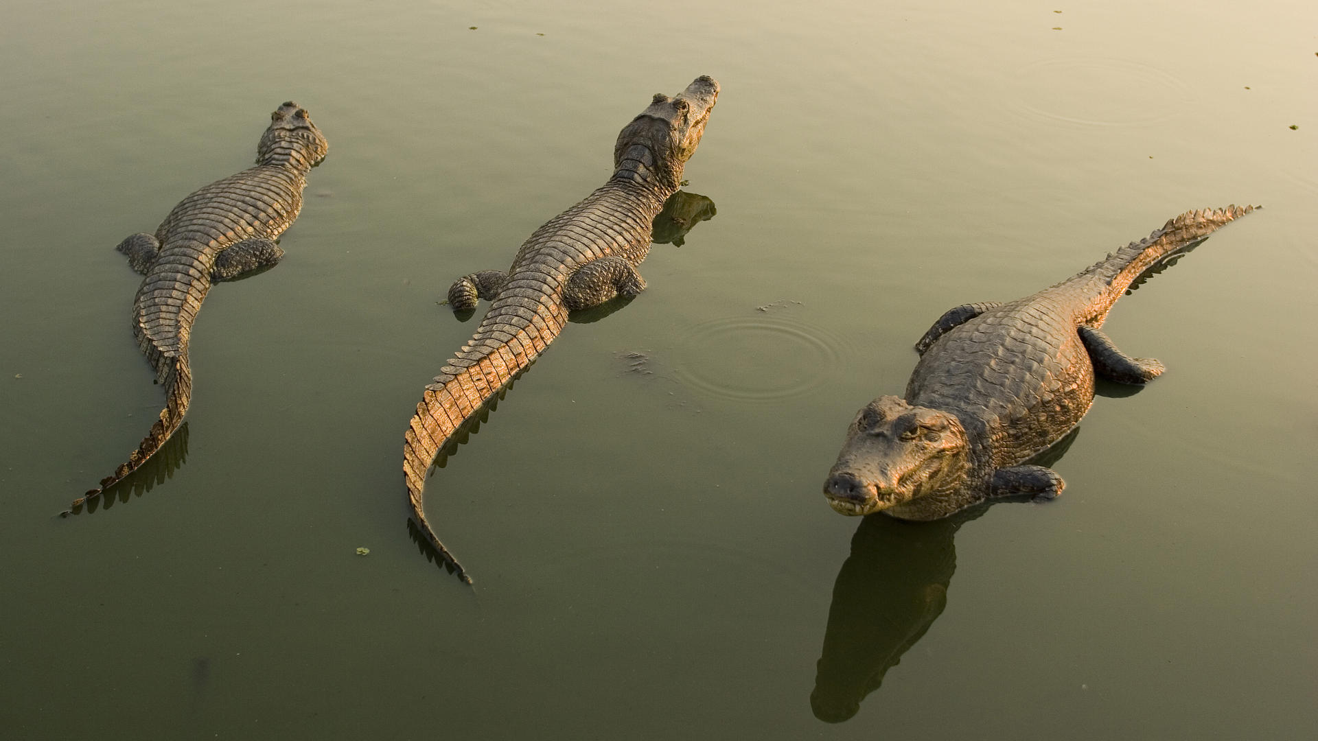 Crocodili photos
