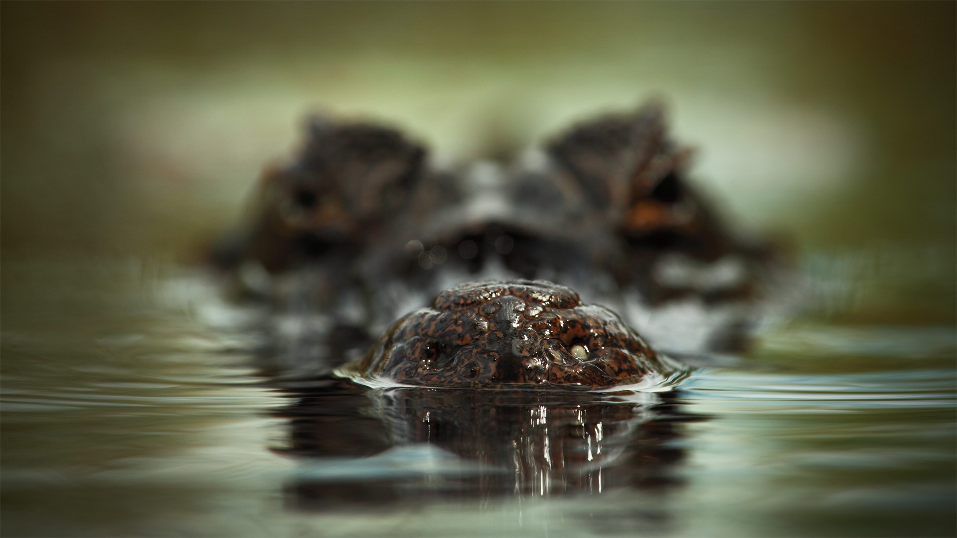Krokodille i vannet