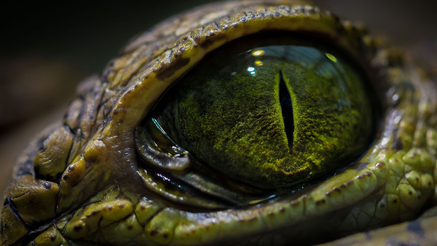 Krokodílské oko