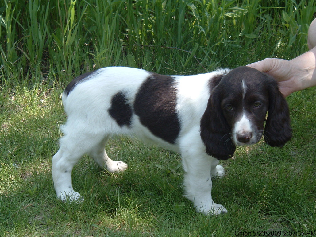Russian hunting spaniel puppy
