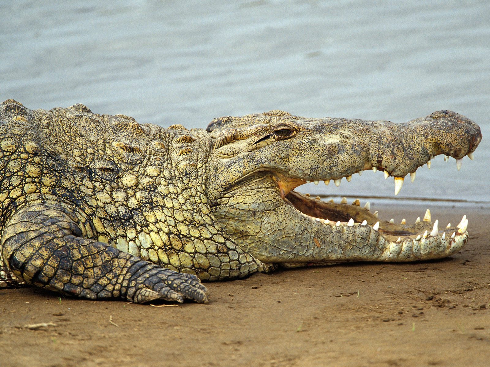 Groot krokodil