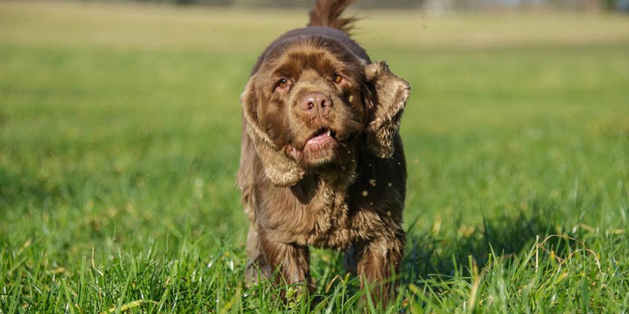 The dog breed Sussex Spaniel