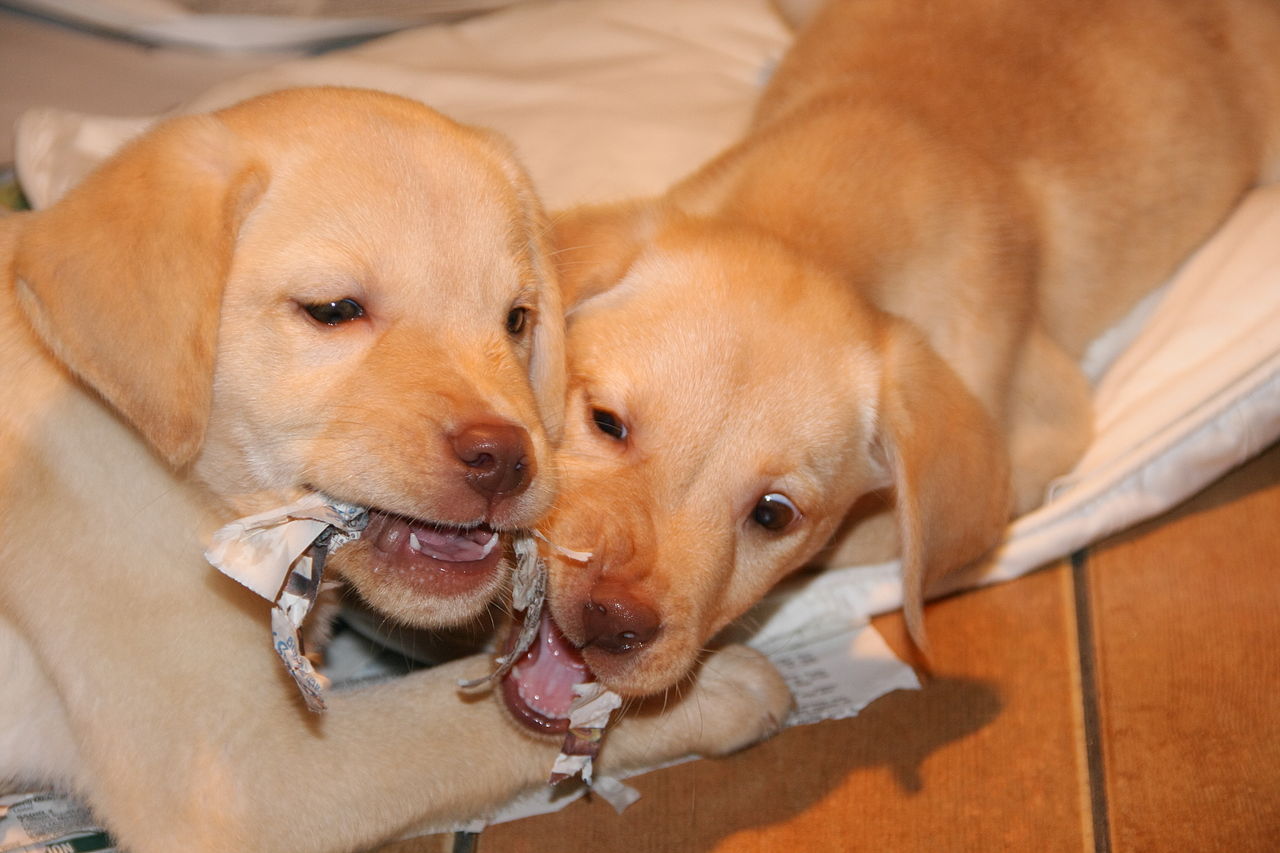 Puppies e një piktori të verdhë Labrador Retriever