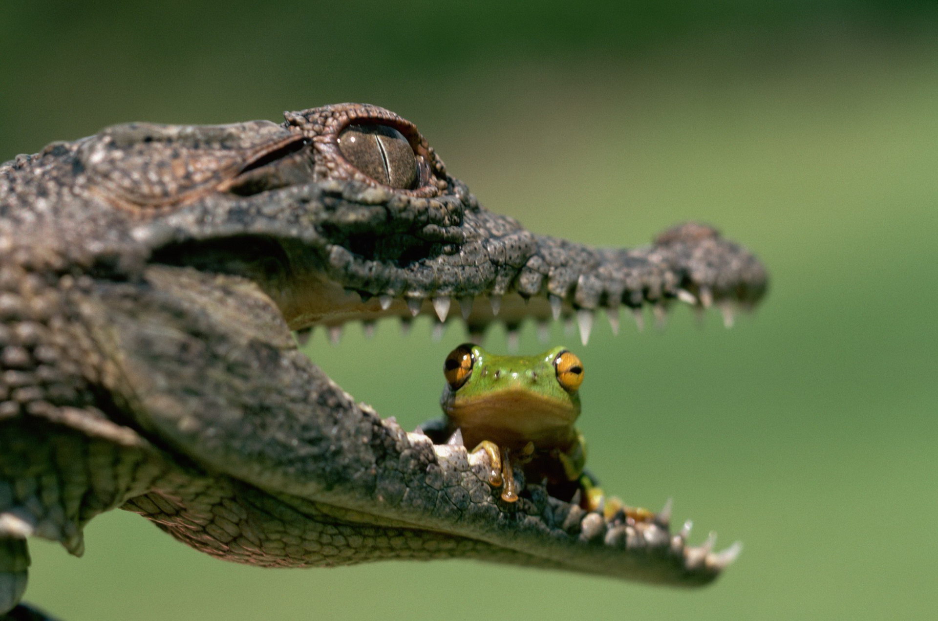 Krokodilska fotografija