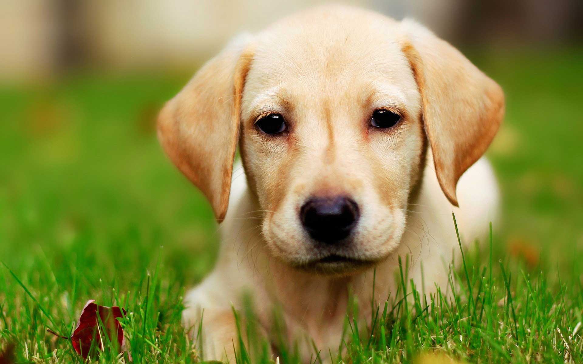 Labrador Retriver: Puppy Look