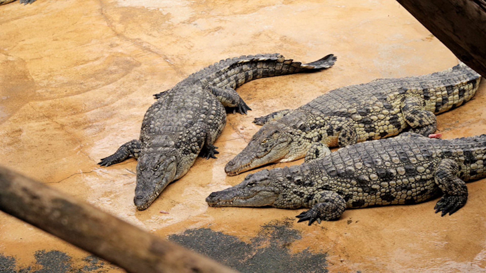 Krokodíly