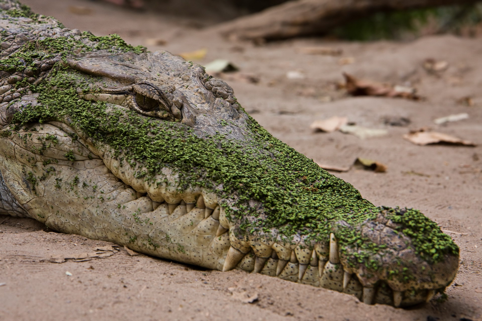 Cabeça de crocodilo