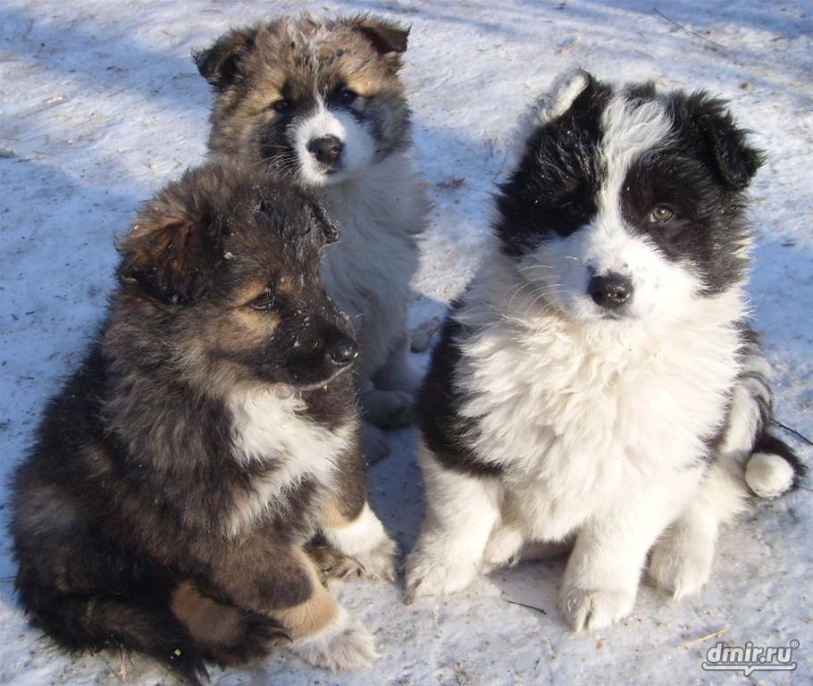 Puppies të Lindjes Siberiane