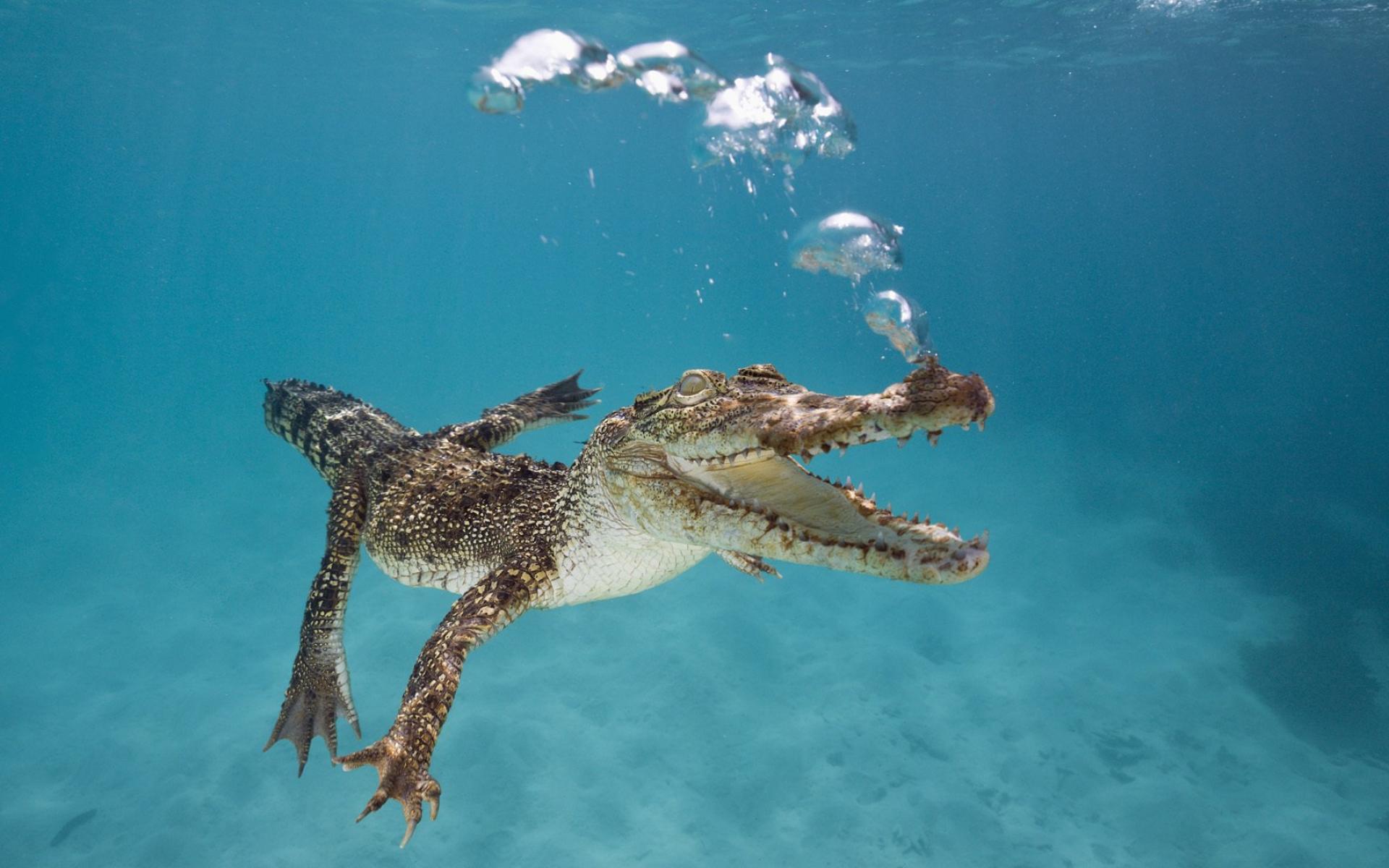 Kleine krokodil onder water