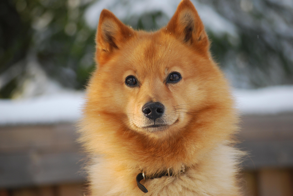 Canis photo Karelian Ursus
