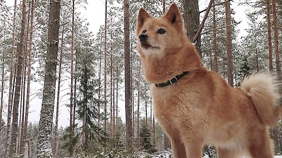Karelian-Finnish Laika