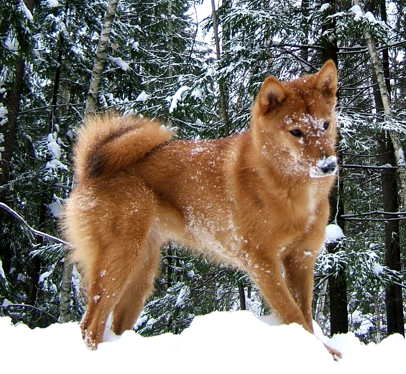 Karelian Bear Dog