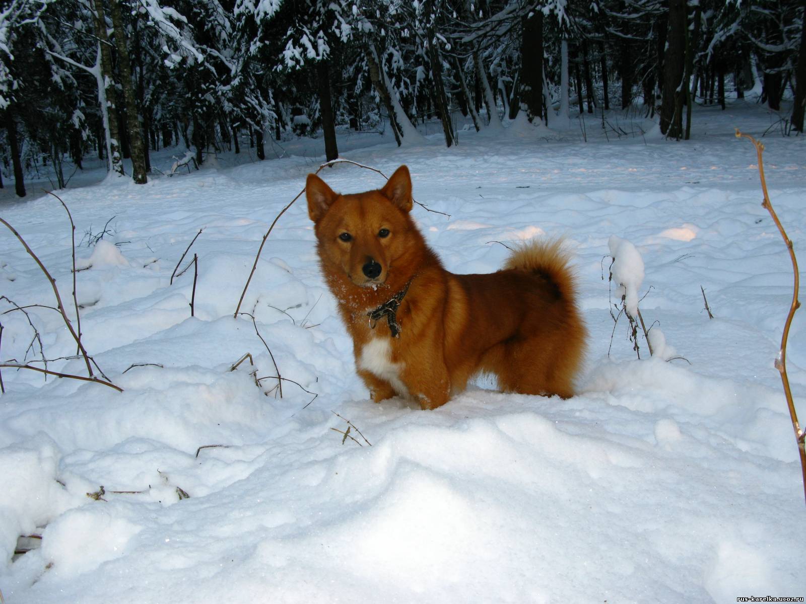 雪の中でのカレリアン - フィンランド式ハスキーの写真