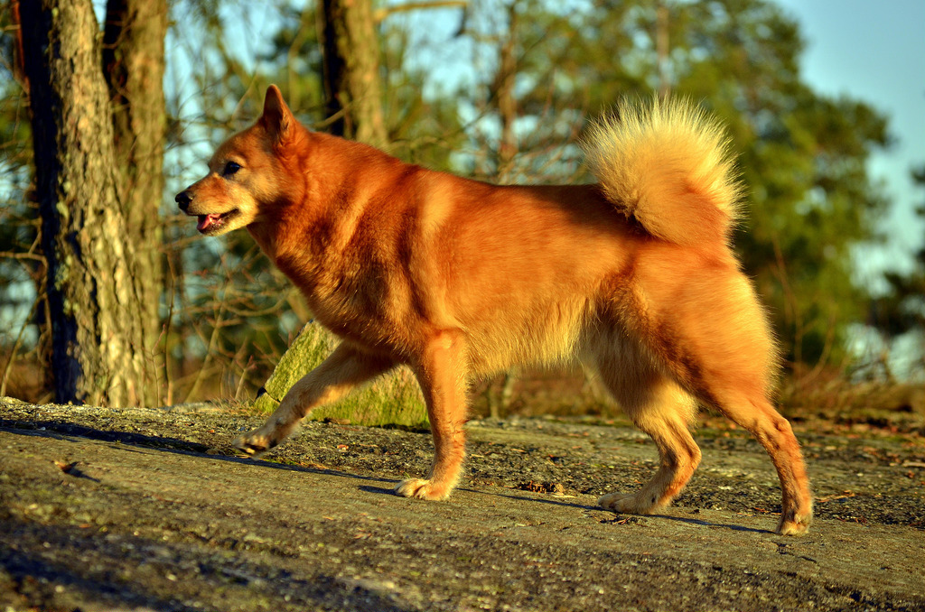 Canis Karelian Ursus