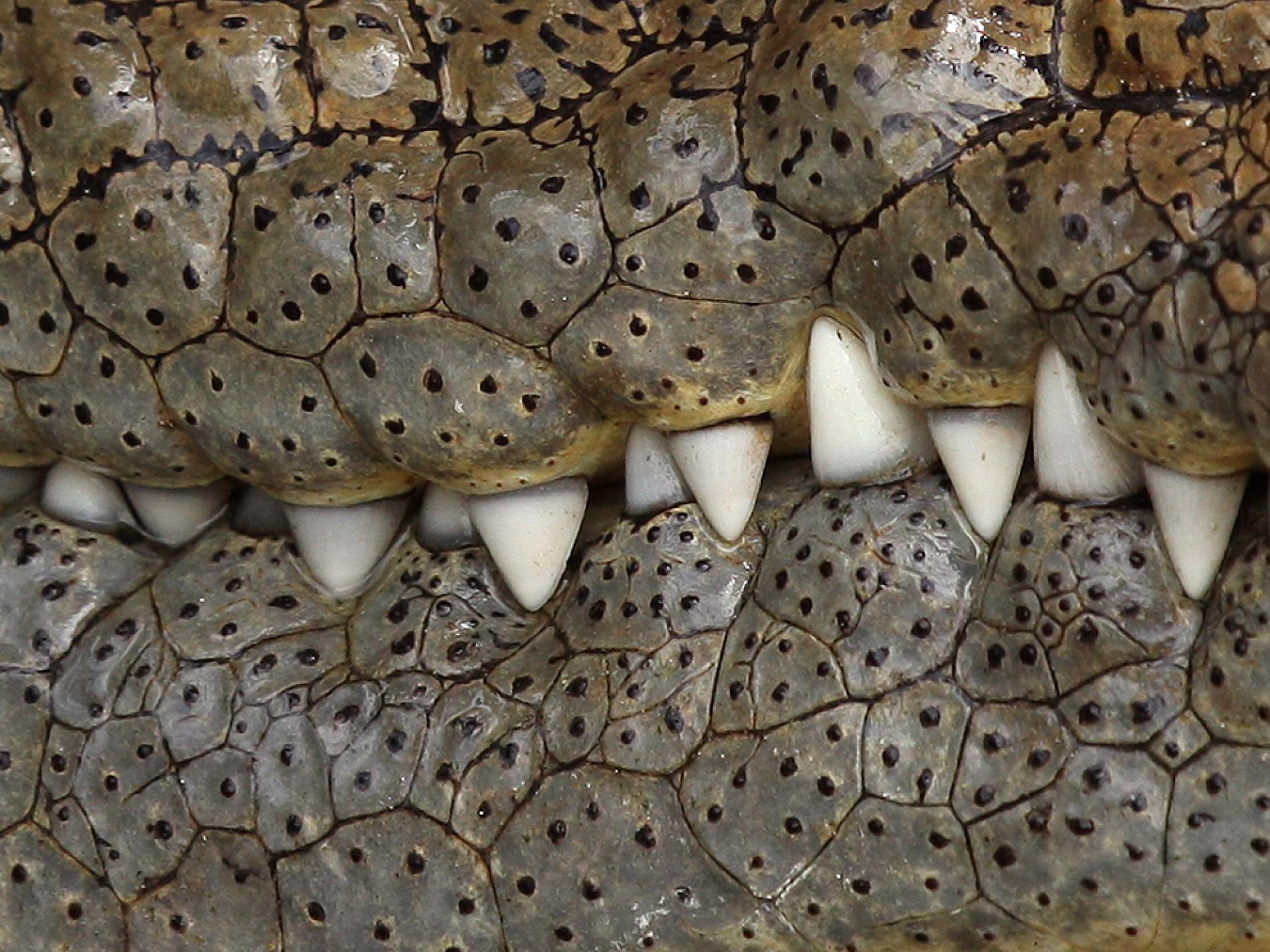 Denti di coccodrillo